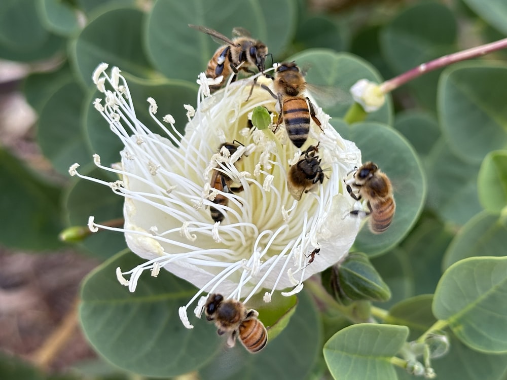 a bunch of bees that are on a flower