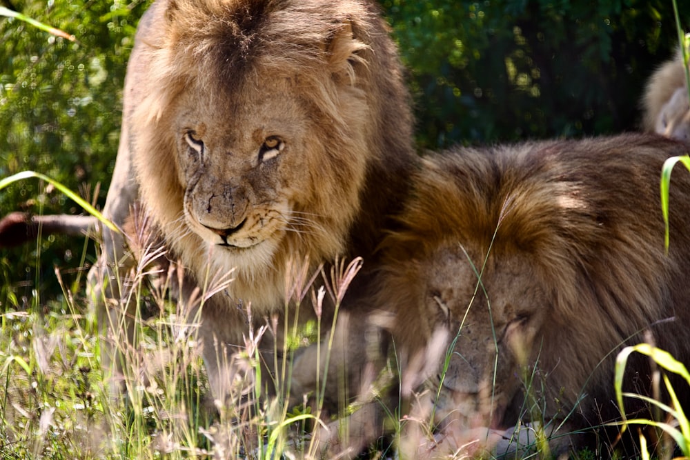 a couple of lions walking through a lush green field
