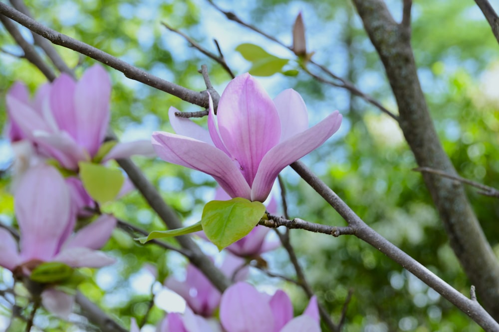 a pink flower is blooming on a tree branch