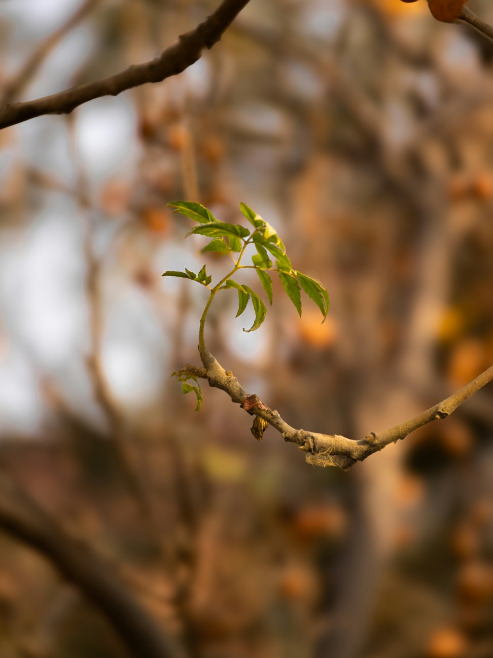 a branch with a small green leaf on it