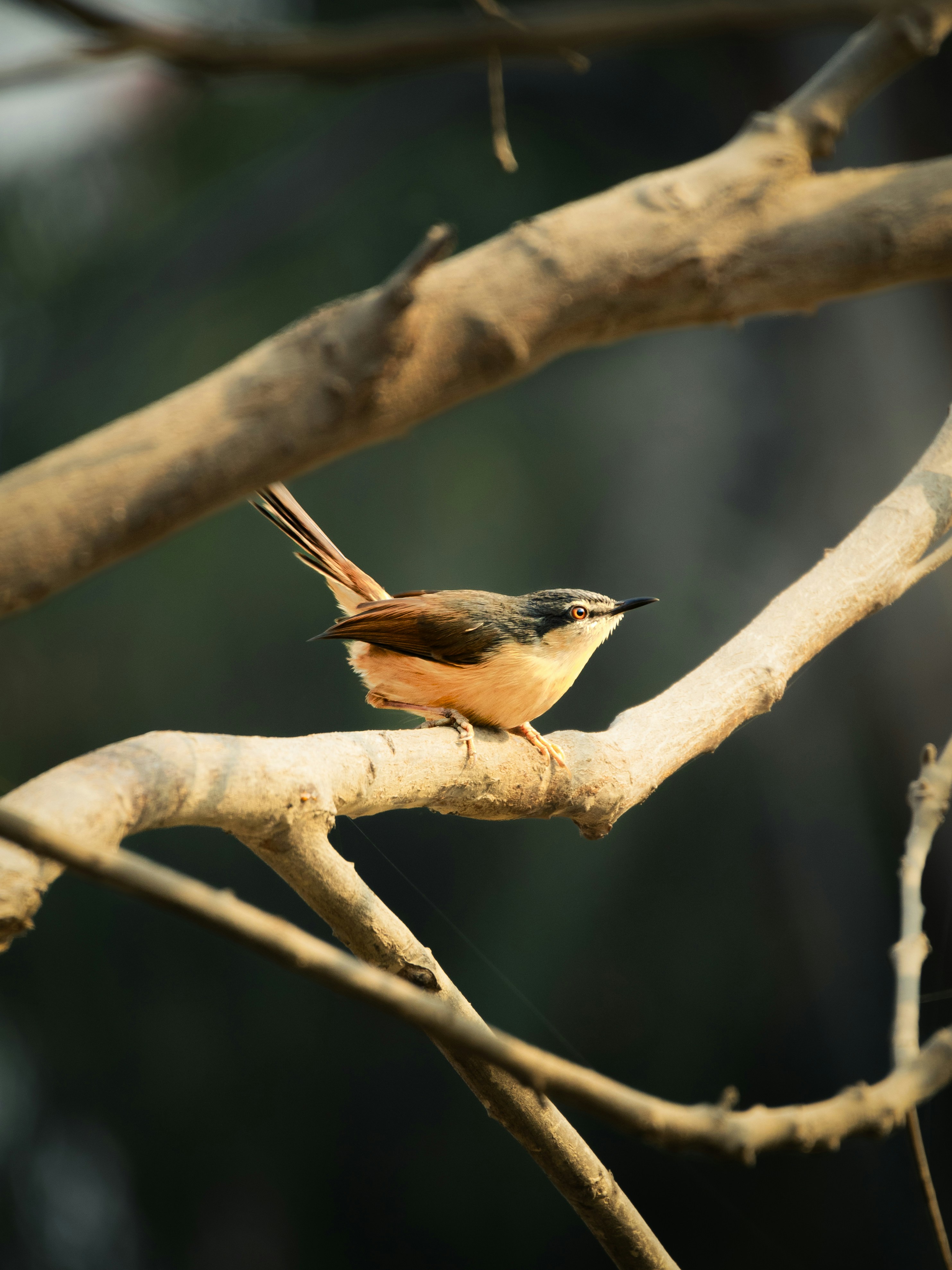 Photo by rishabhbs