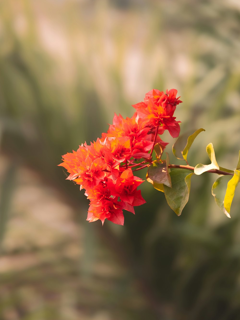 a red flower with green leaves in the background