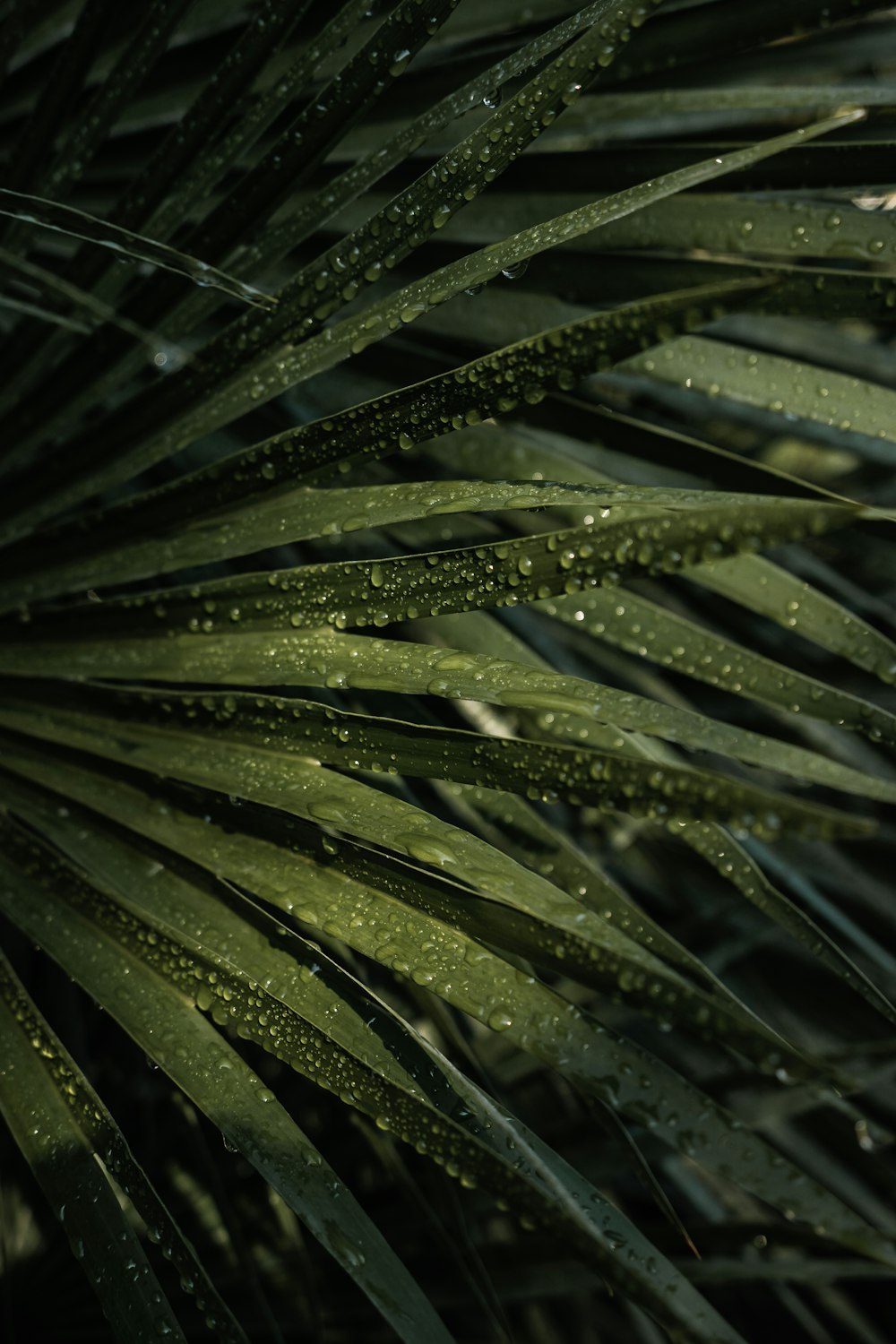 a close up of a palm leaf with water drops