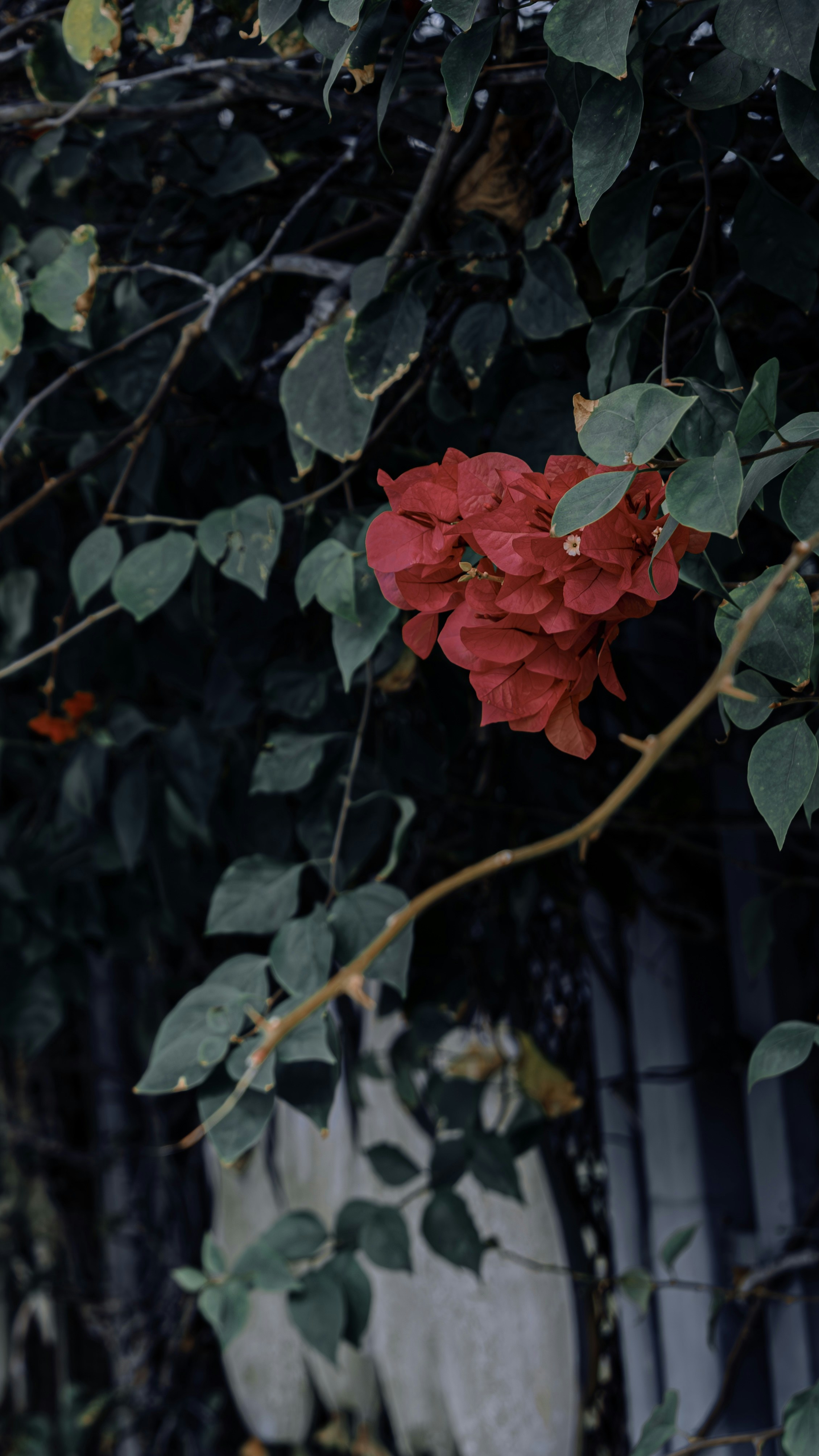 Photo by wangbinghua