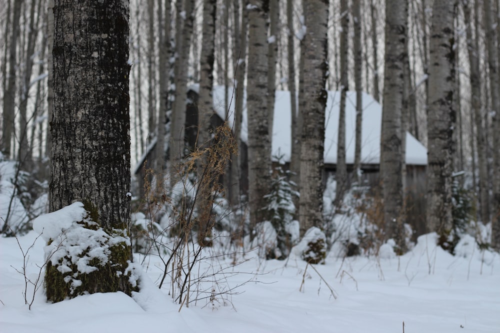 a house in the woods covered in snow