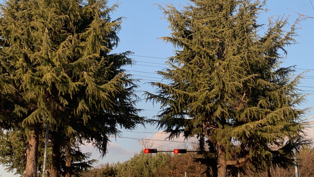 a couple of tall trees sitting next to each other