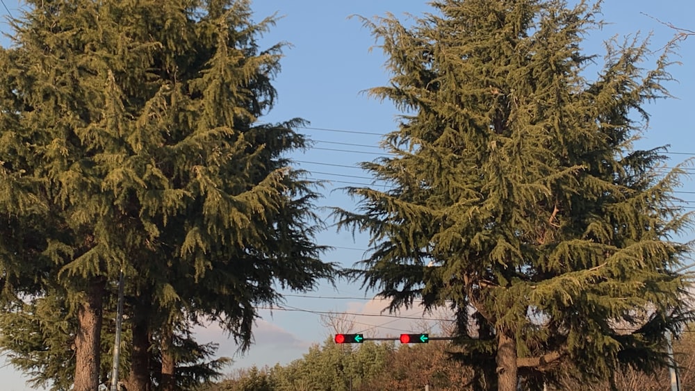 a traffic light sitting between two tall trees