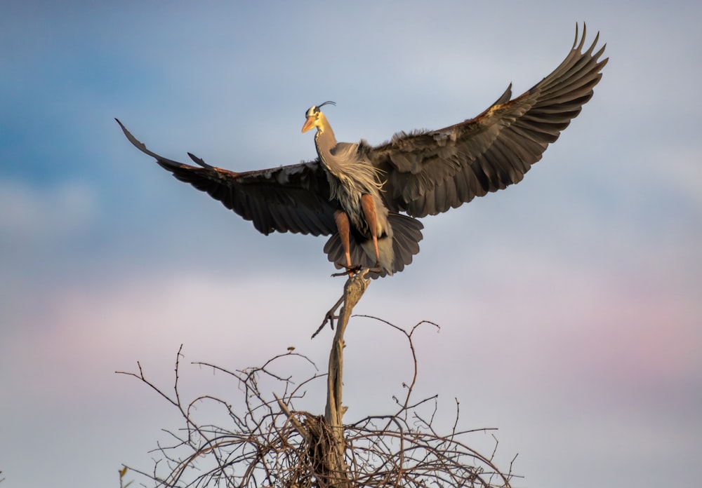 a large bird is sitting on top of a tree