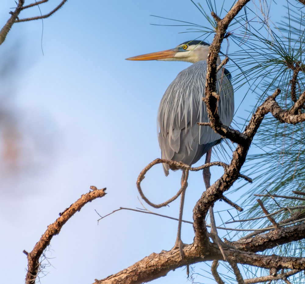 a bird perched on top of a tree branch