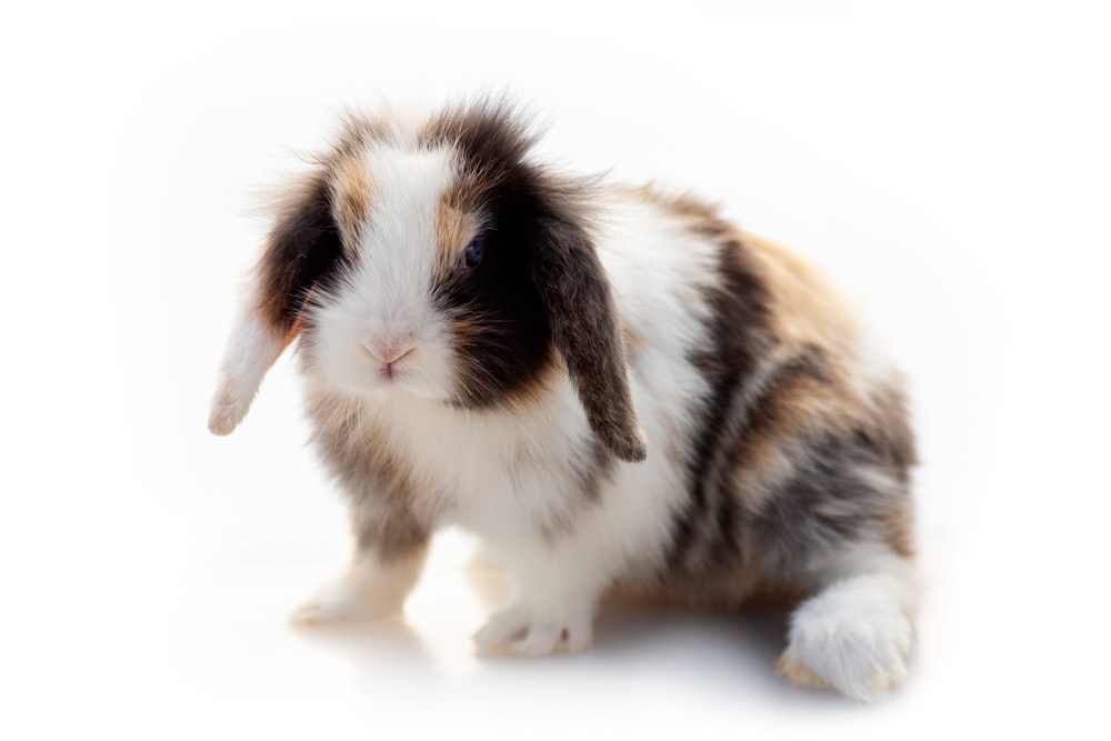 a small brown and white rabbit sitting on top of a white floor