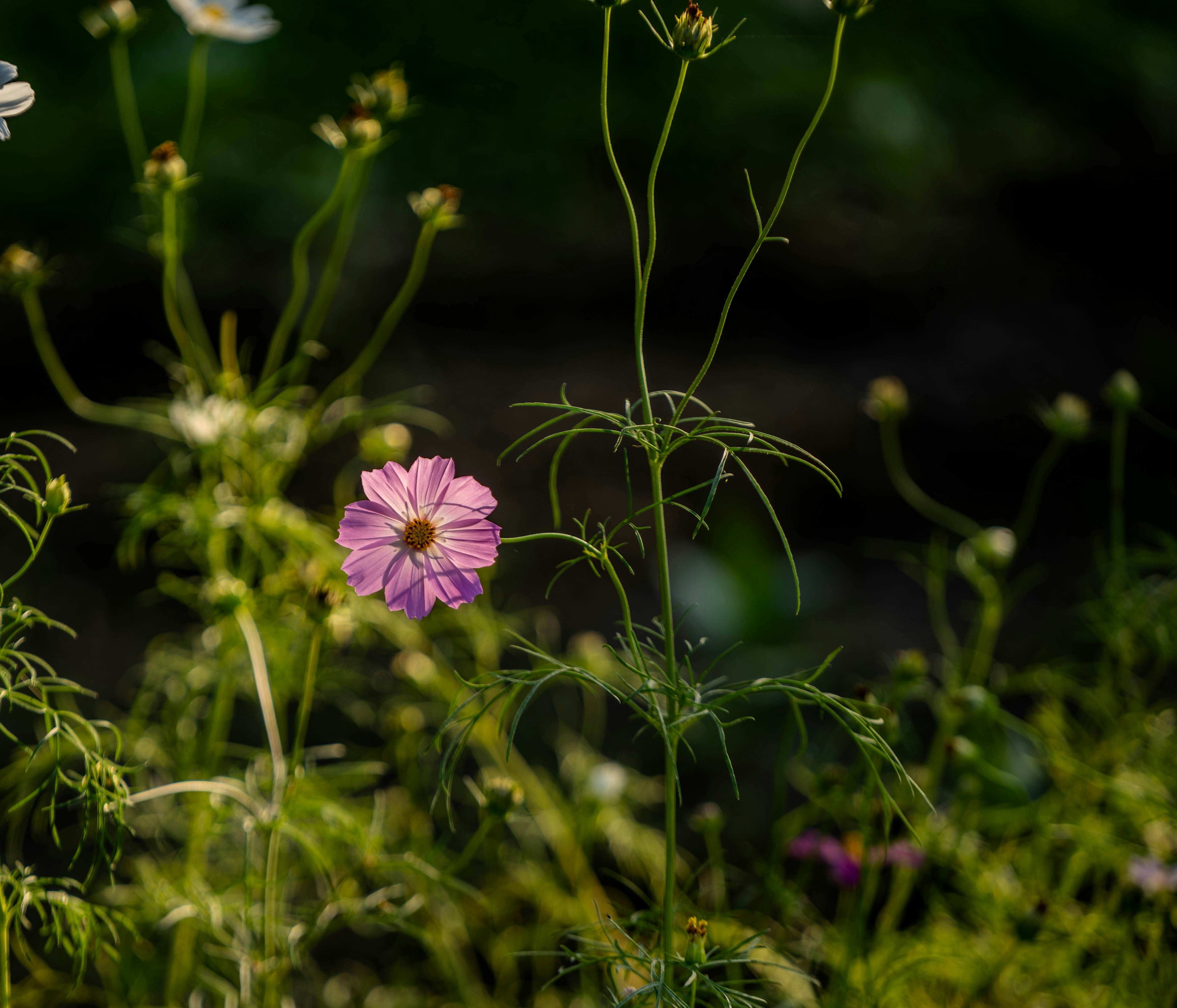 Photo by mrthetkhine