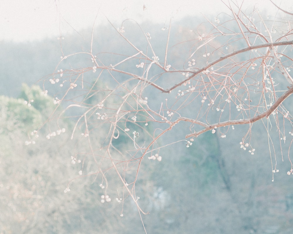 a blurry photo of a tree branch with white flowers