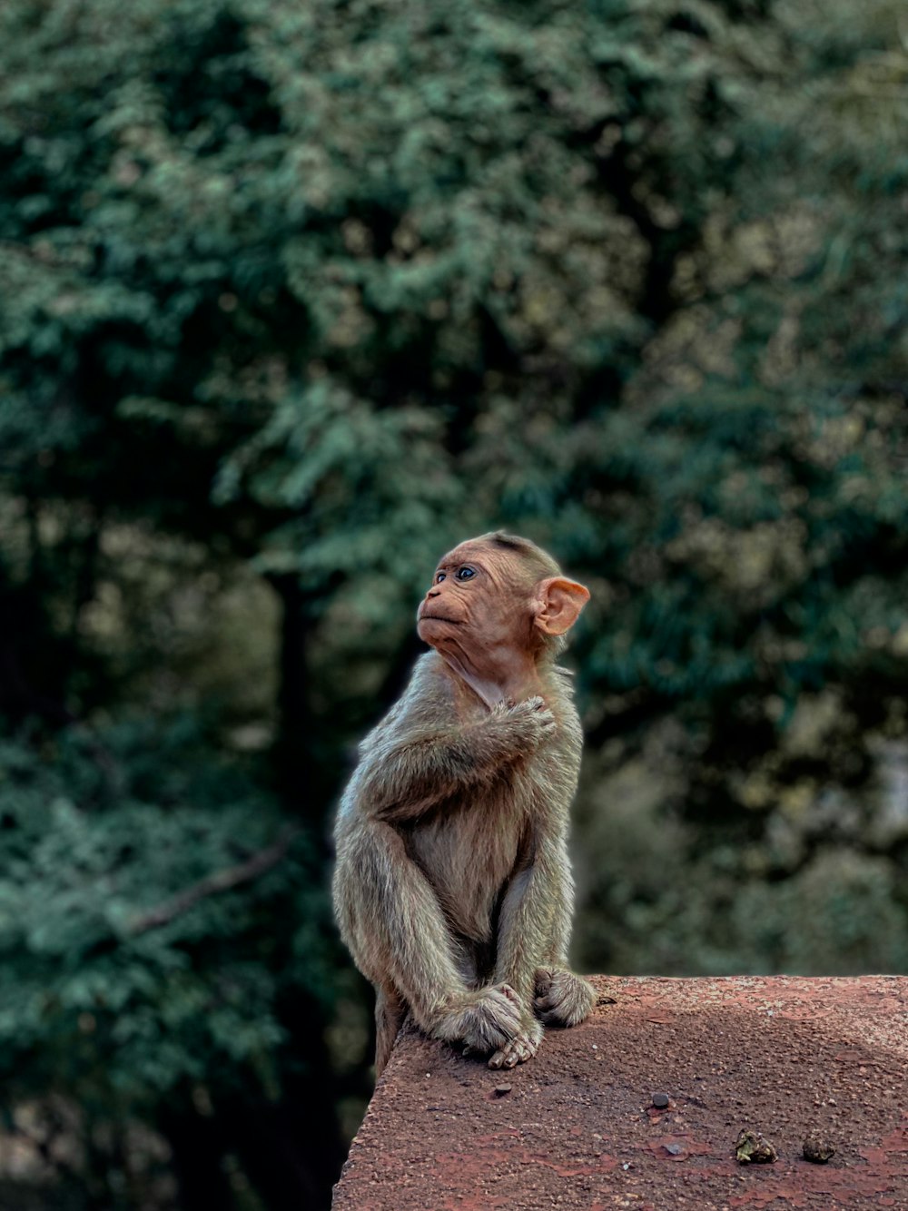 a monkey sitting on top of a brick wall