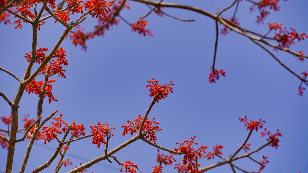 a tree branch with red flowers against a blue sky