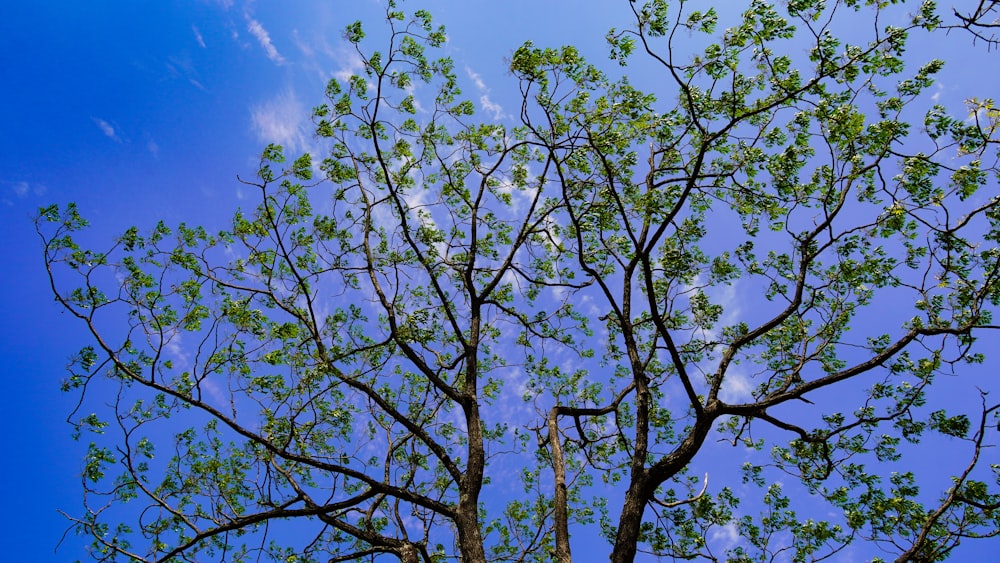 a tree with green leaves against a blue sky