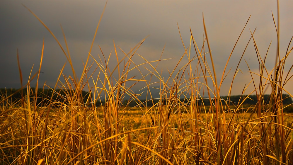 a field of tall grass under a cloudy sky