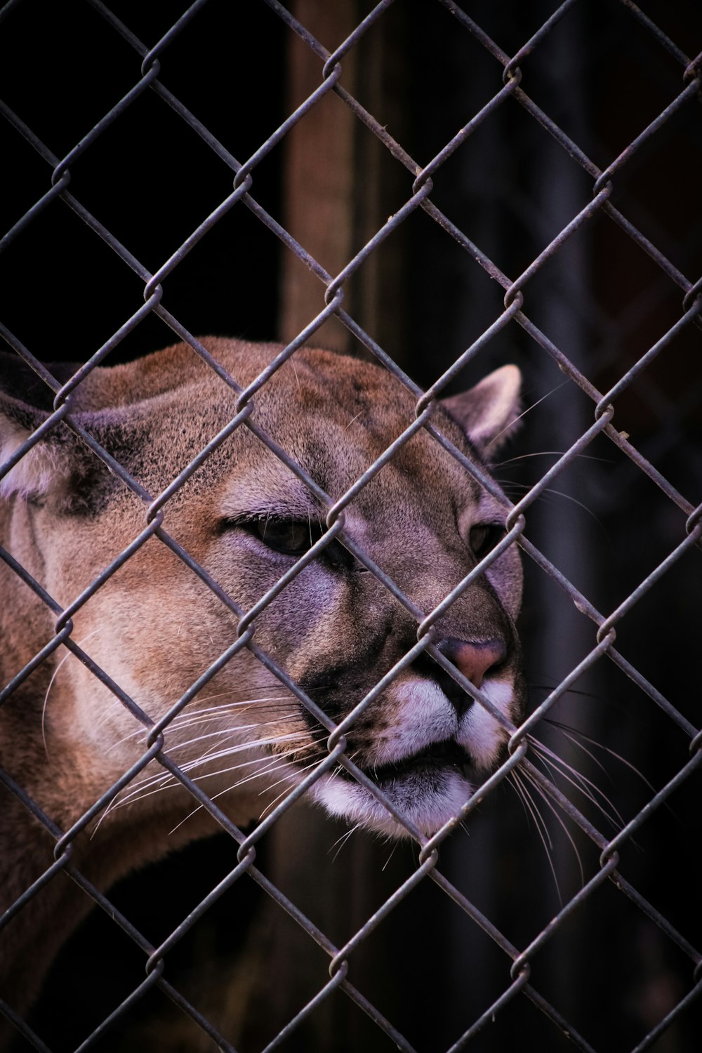 a close up of a mountain lion behind a fence