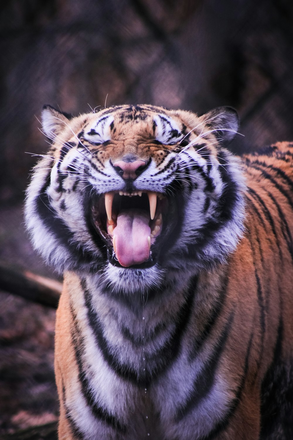 a close up of a tiger with its mouth open