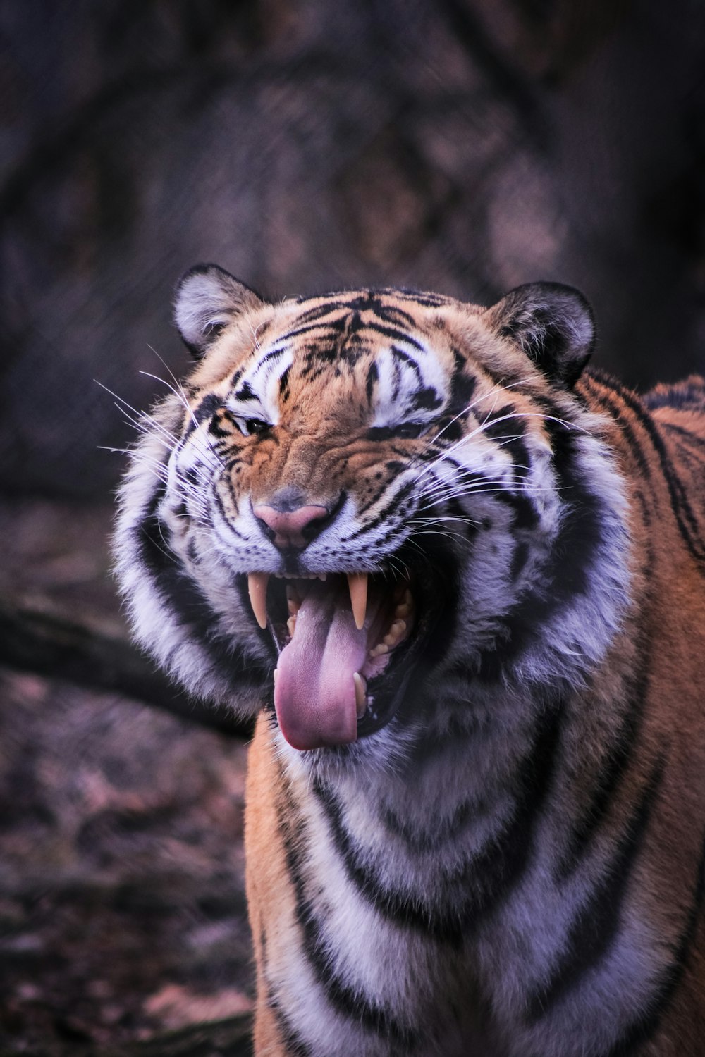 a close up of a tiger with its mouth open