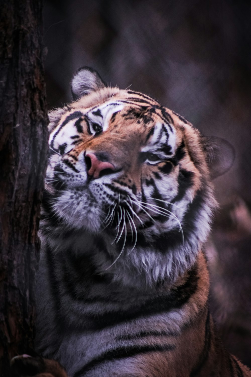 a close up of a tiger near a tree
