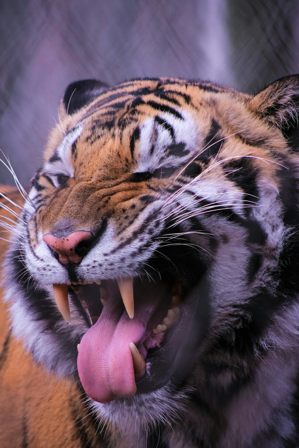 a close up of a tiger with its mouth open