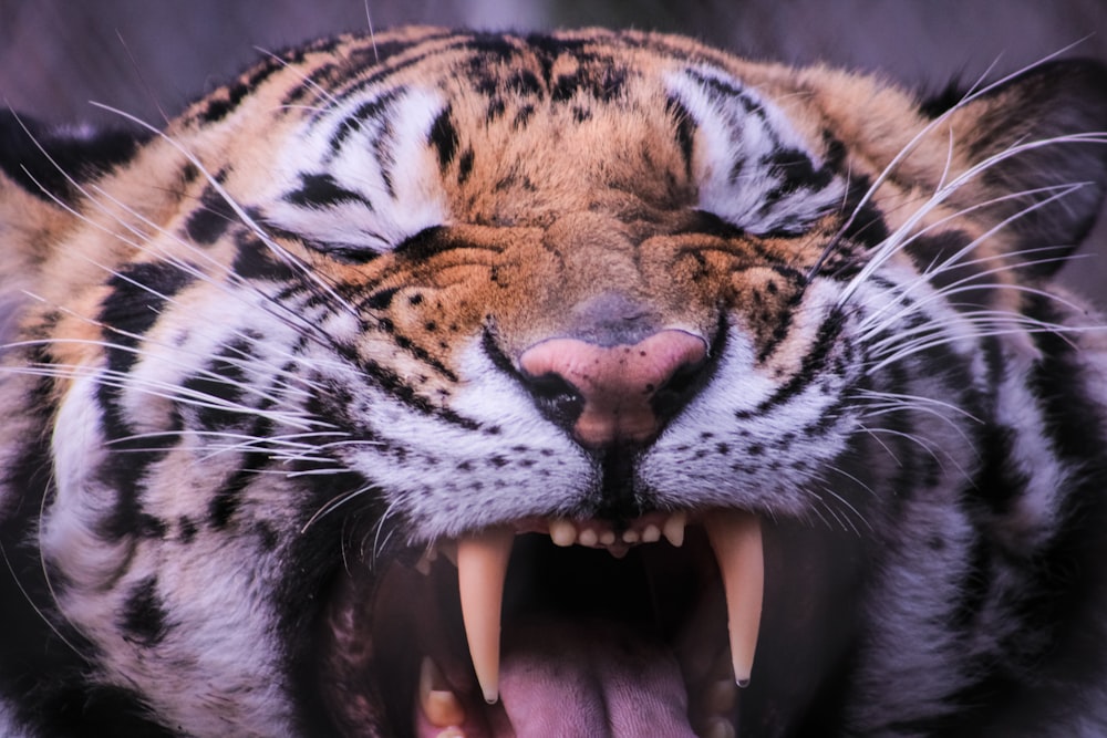 a close up of a tiger with its mouth open