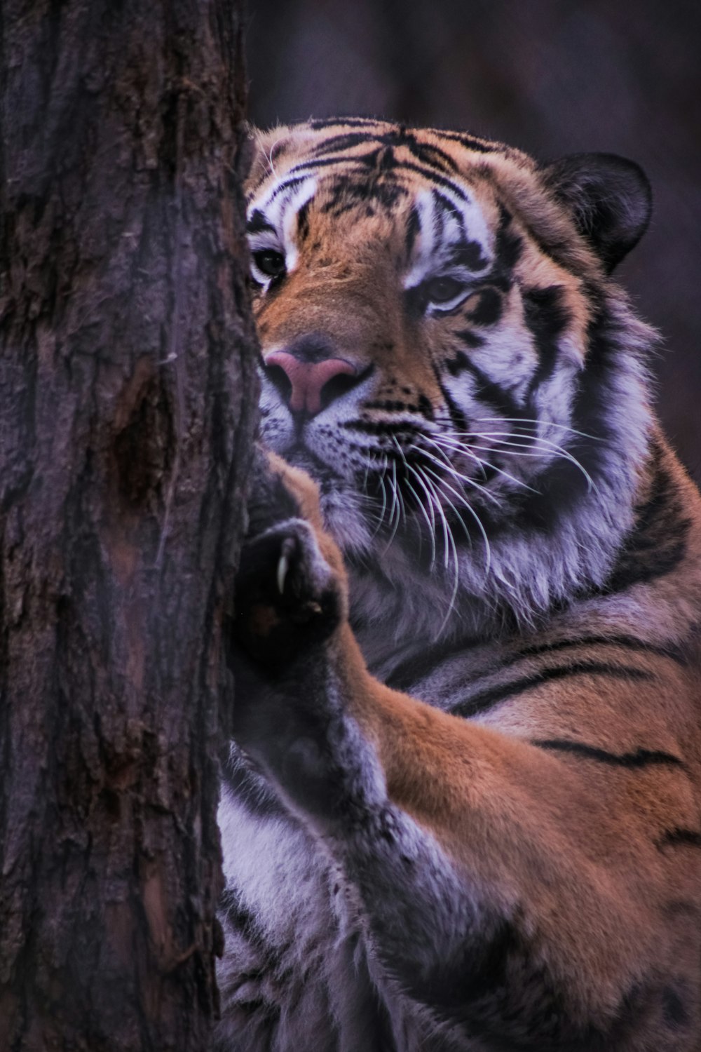 a large tiger standing next to a tree