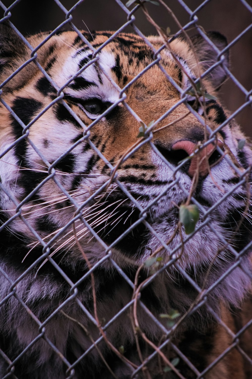 a close up of a tiger behind a fence