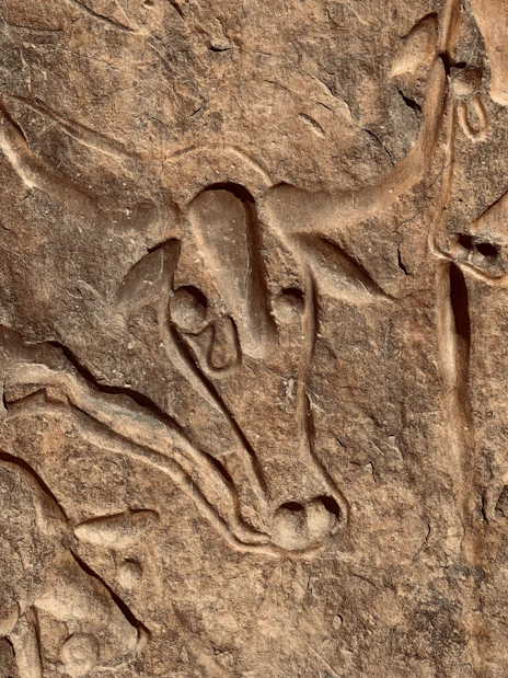 Gravure rupestre de la Vache qui pleure dans le Tadrart Rouge, parc national du Tassili n’Ajjer, Dja