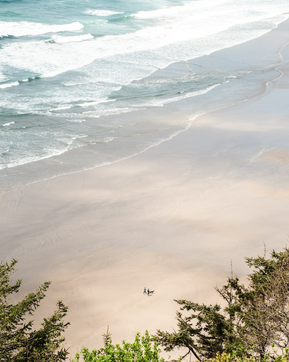 a couple of birds standing on top of a sandy beach