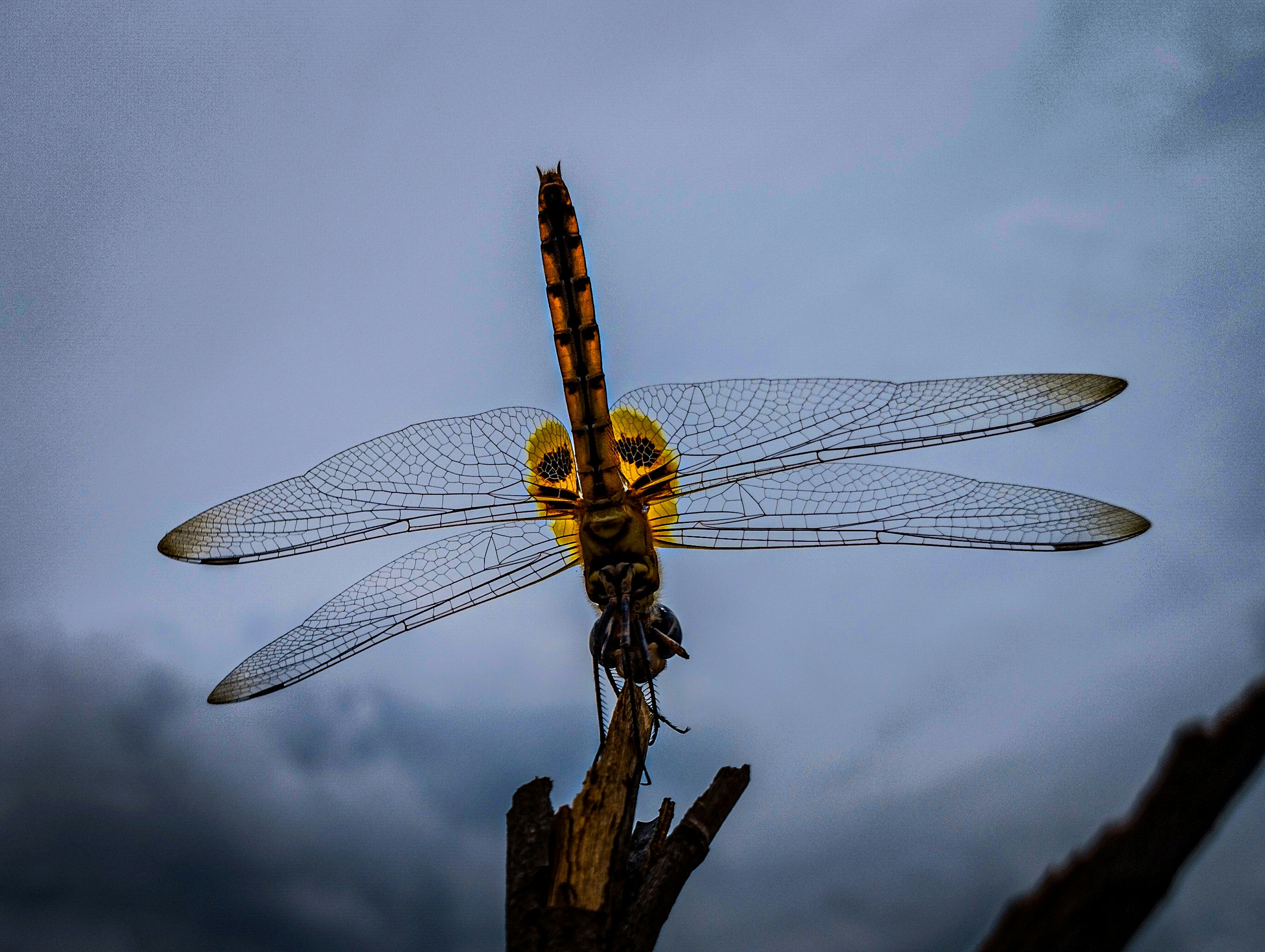 A yellow dragonfly sitting on top of a tree branch photo – Free Animal ...