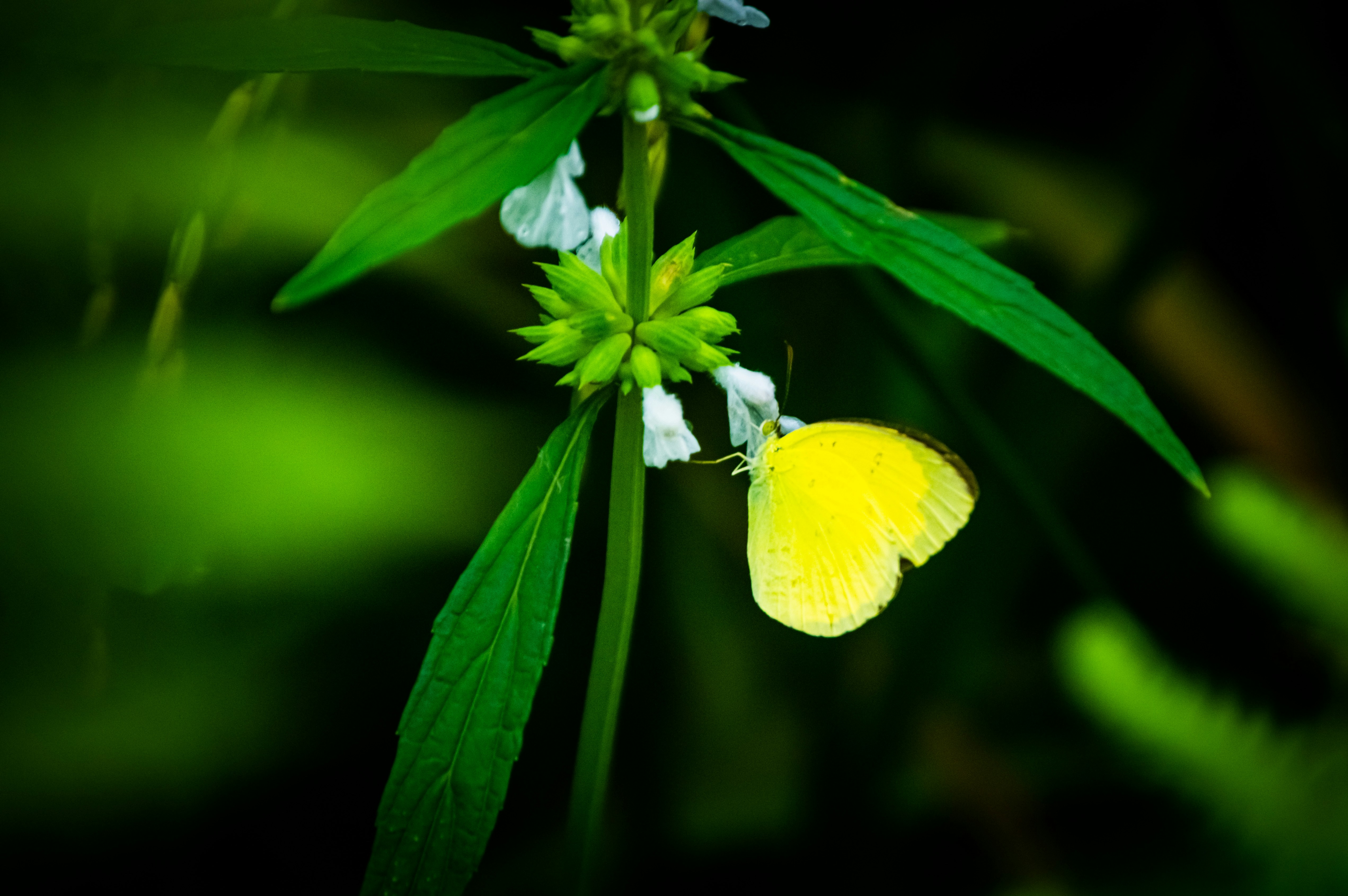a yellow butterfly sitting on top of a green plant