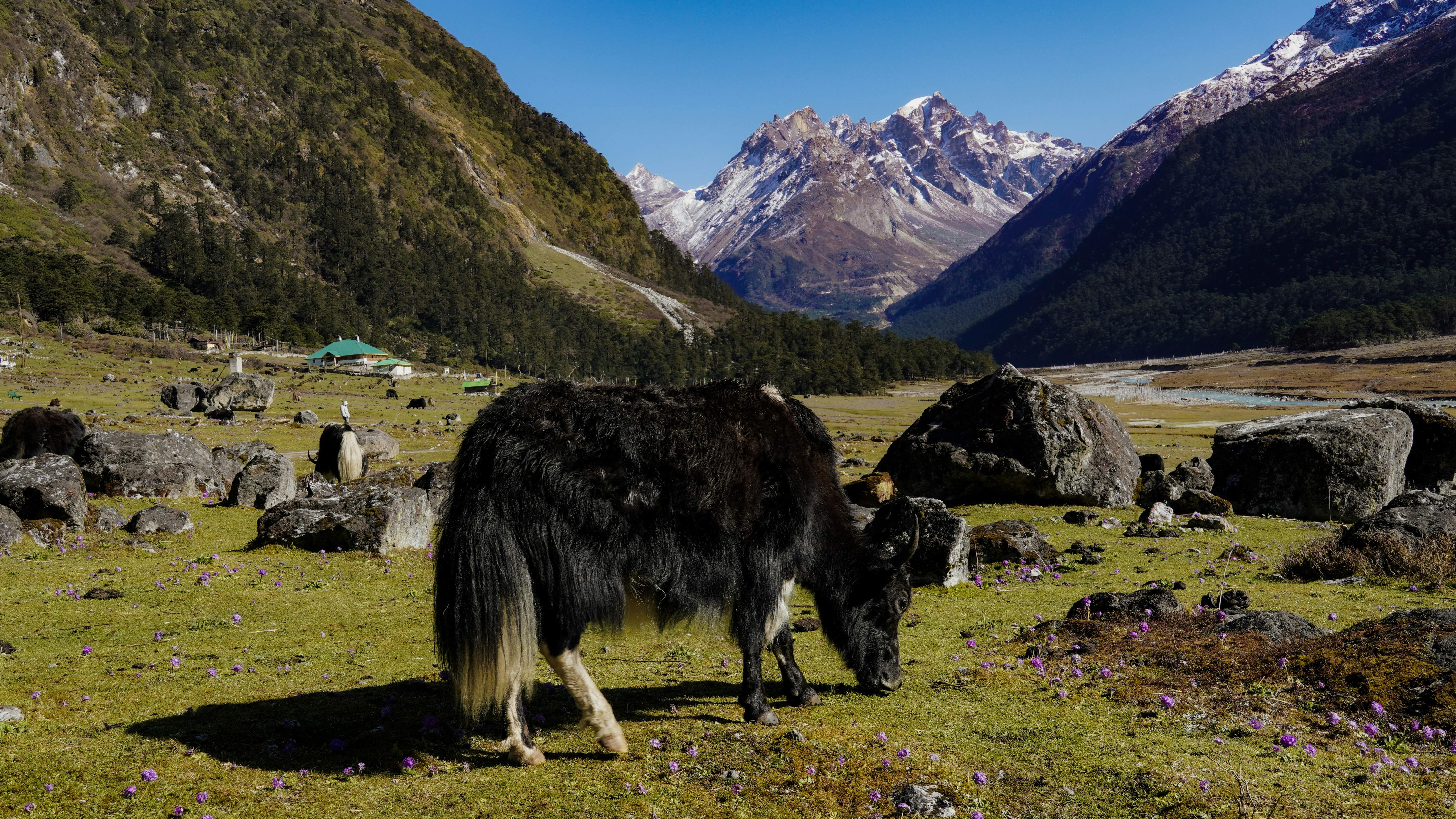 a black and white animal grazing in a field with mountains in the background