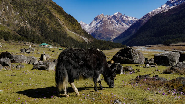 Nathula La Pass