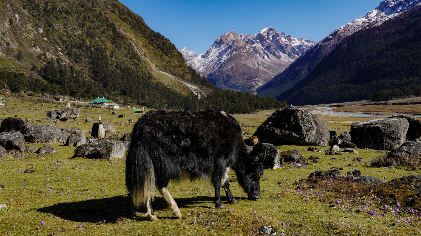 A black yak grazing on the Yumthang meadow in North Sikkim, small purple flowers in the grass and snow peaks behind