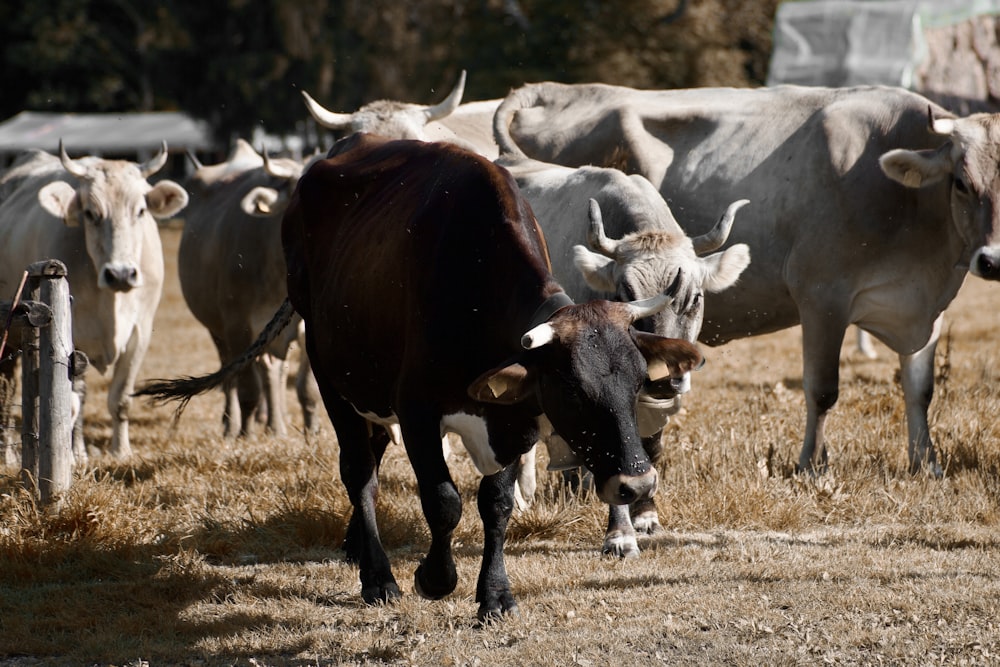 a herd of cattle standing on top of a dry grass field