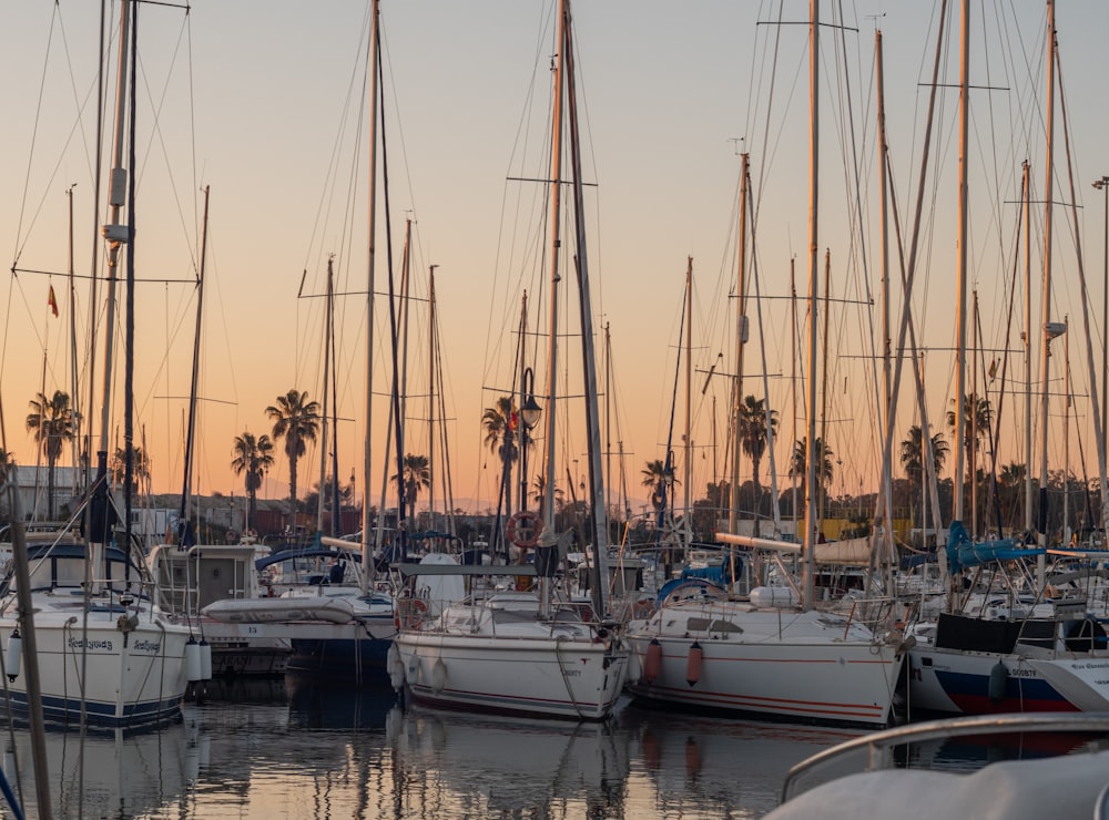 a group of sailboats docked at a marina