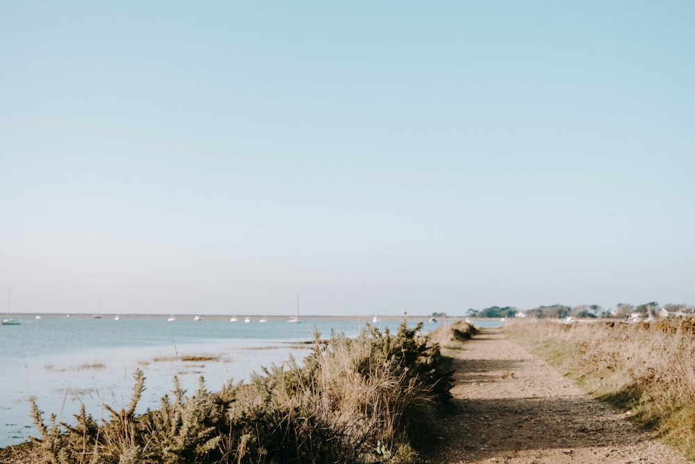 a dirt path next to a body of water