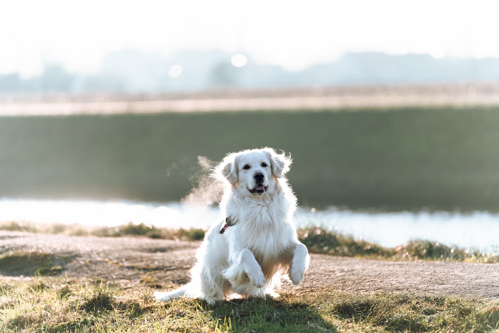 a white dog sitting on top of a grass covered field