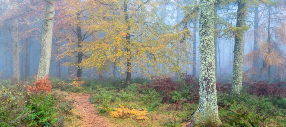 a foggy forest with a trail in the foreground