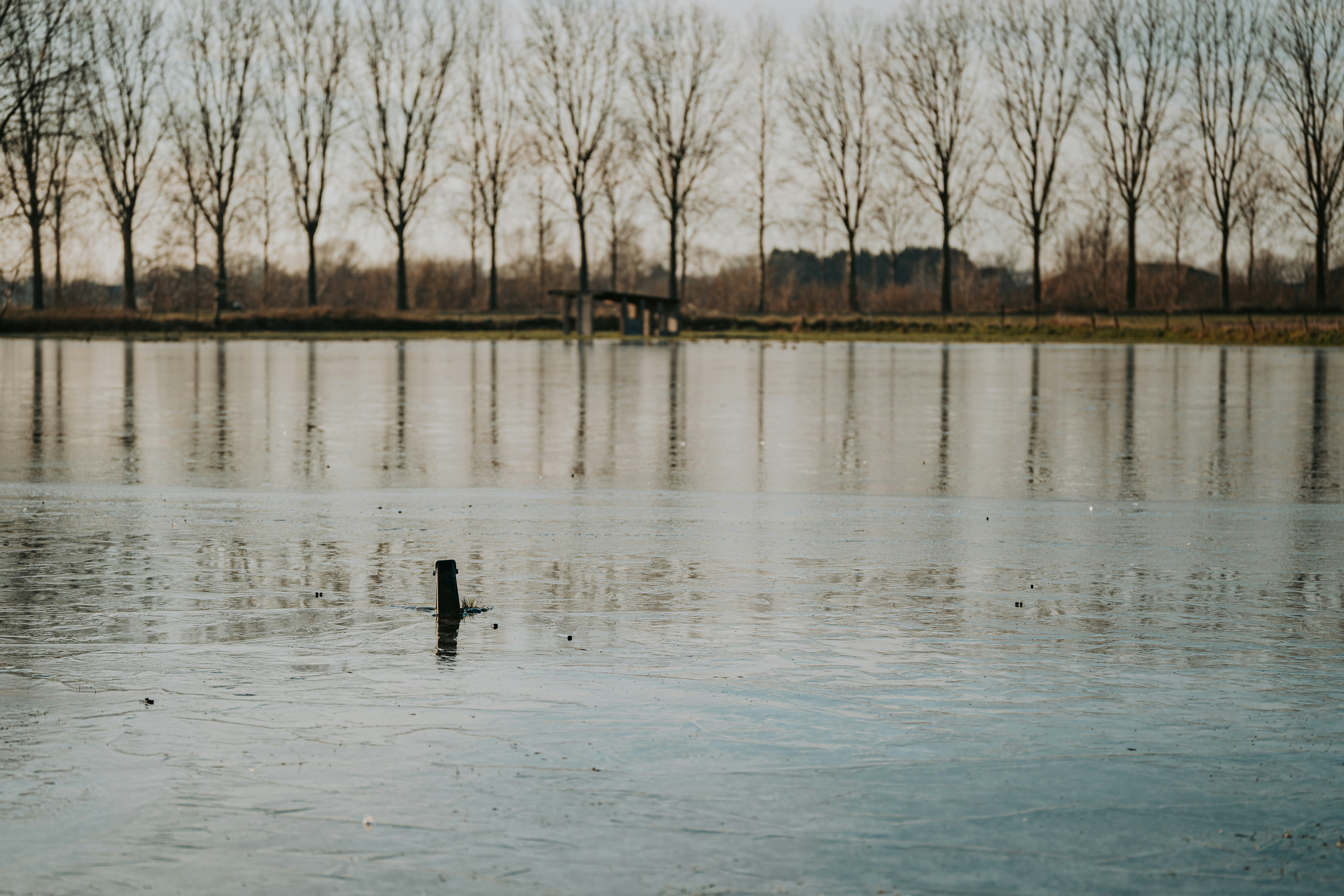 a large body of water with trees in the background