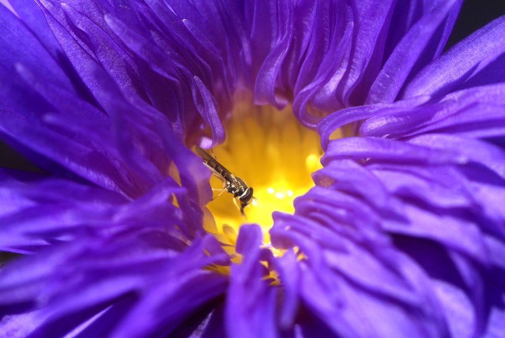 a purple flower with a bee inside of it