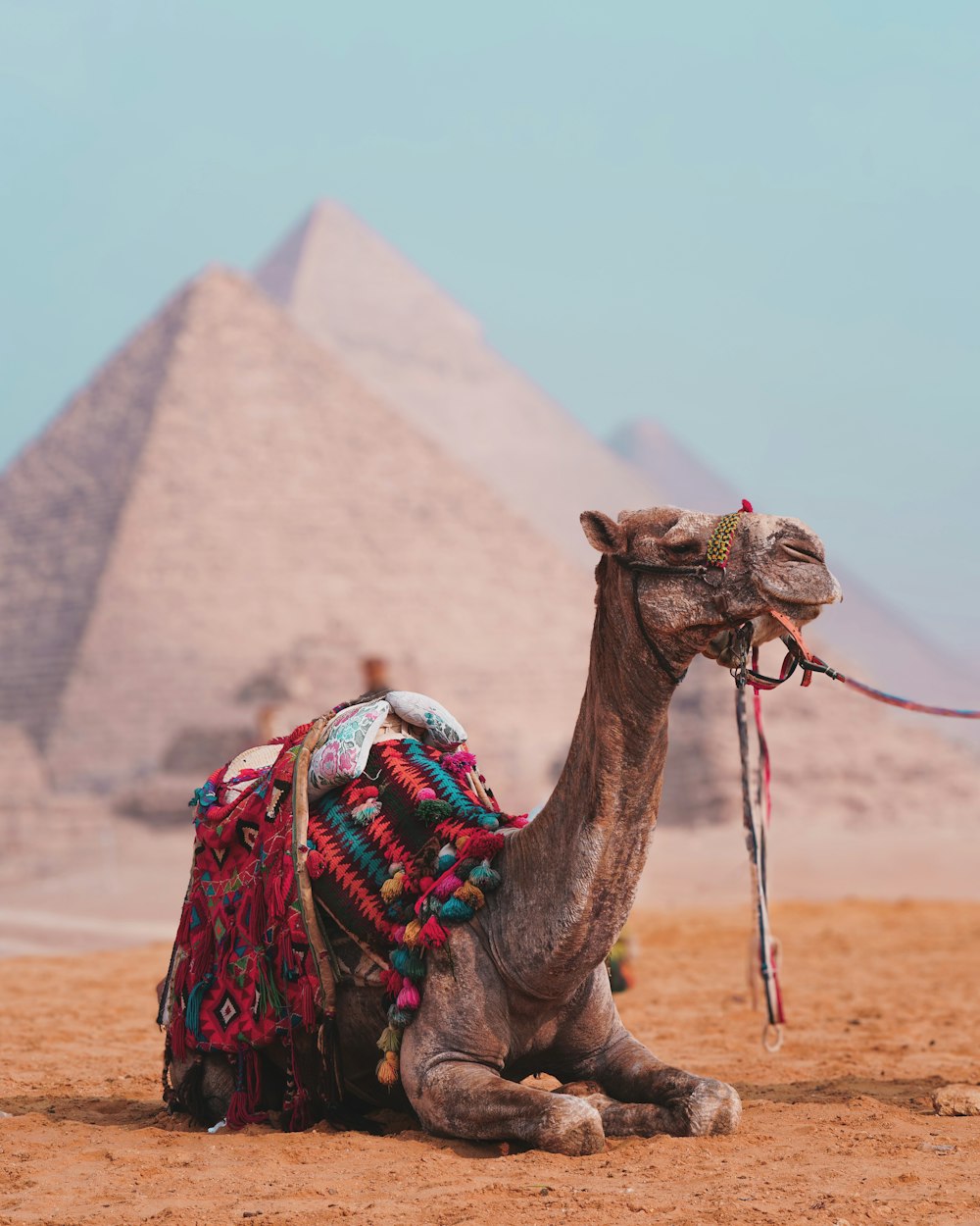 a camel with a saddle sits in front of the pyramids