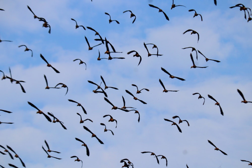 Ein Vogelschwarm fliegt durch einen wolkenverhangenen blauen Himmel