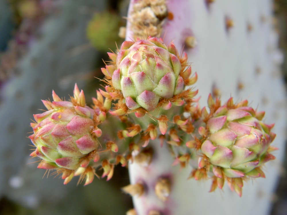 a close up of a flower on a plant