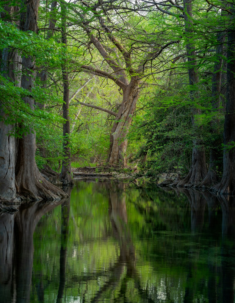 uno specchio d'acqua circondato da alberi in una foresta