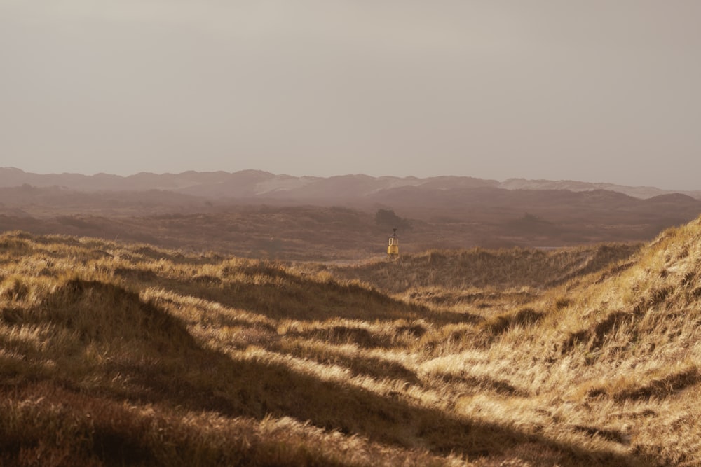 a lone horse standing in the middle of a field