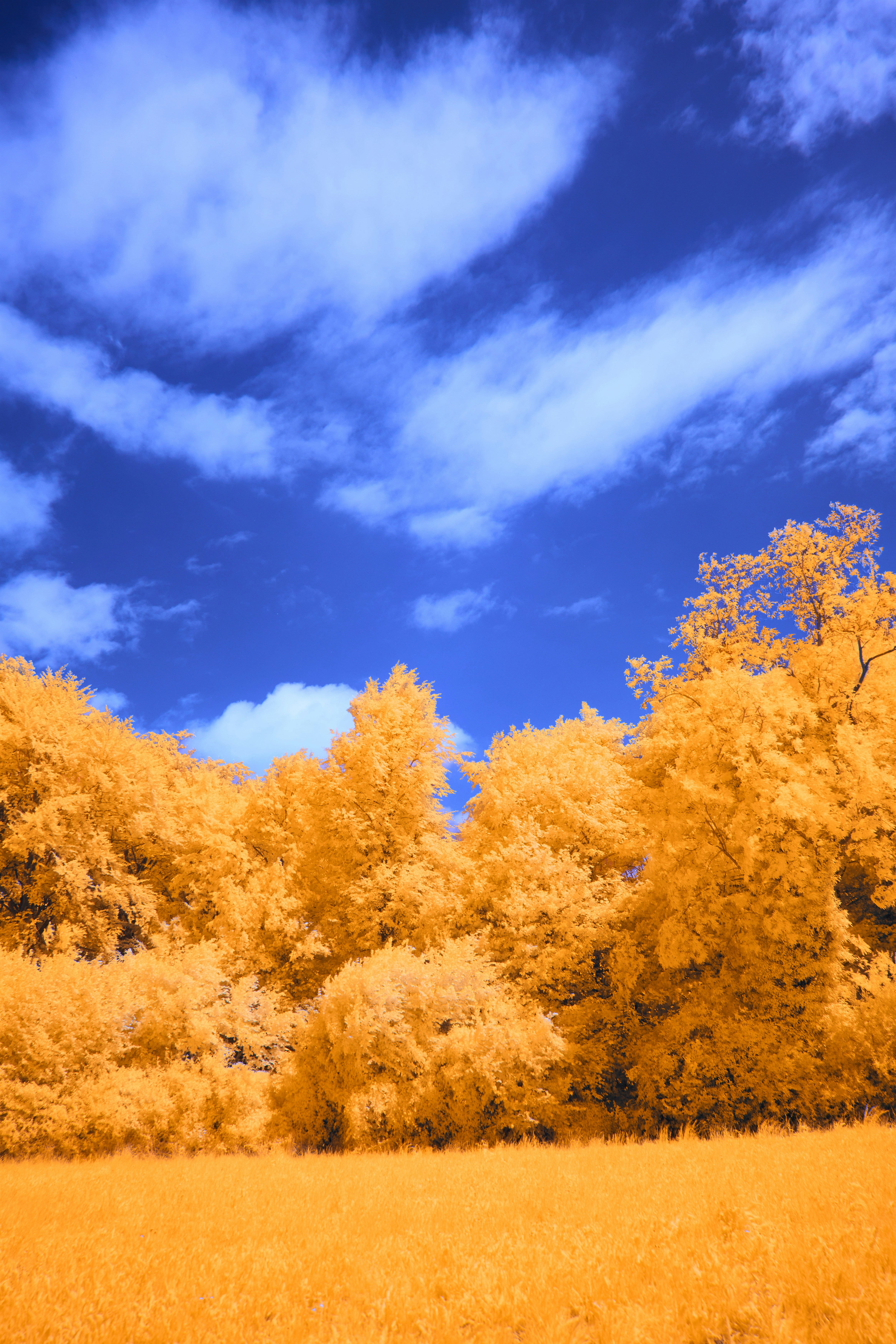 Photo by wolfgang_hasselmann