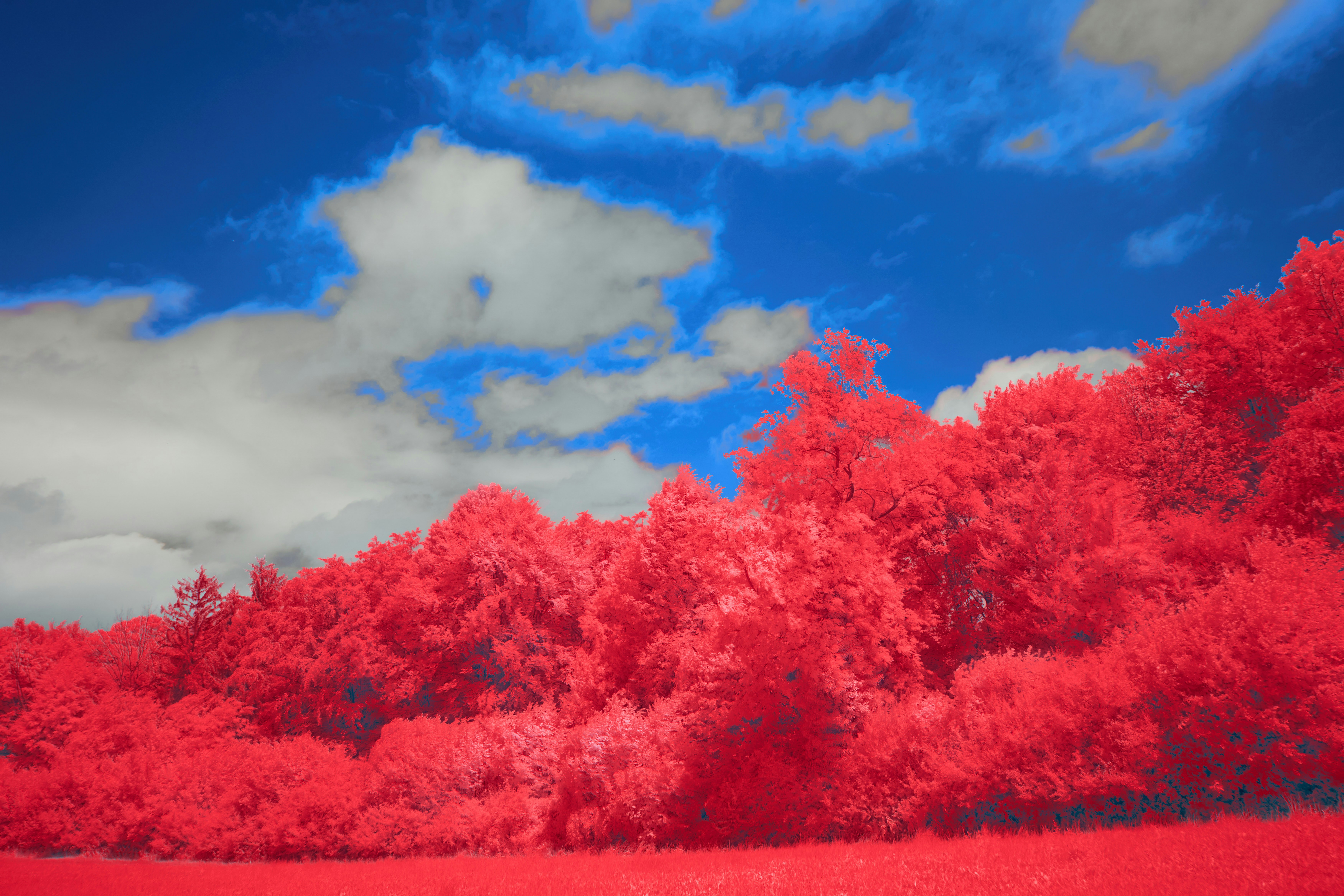 Photo by wolfgang_hasselmann