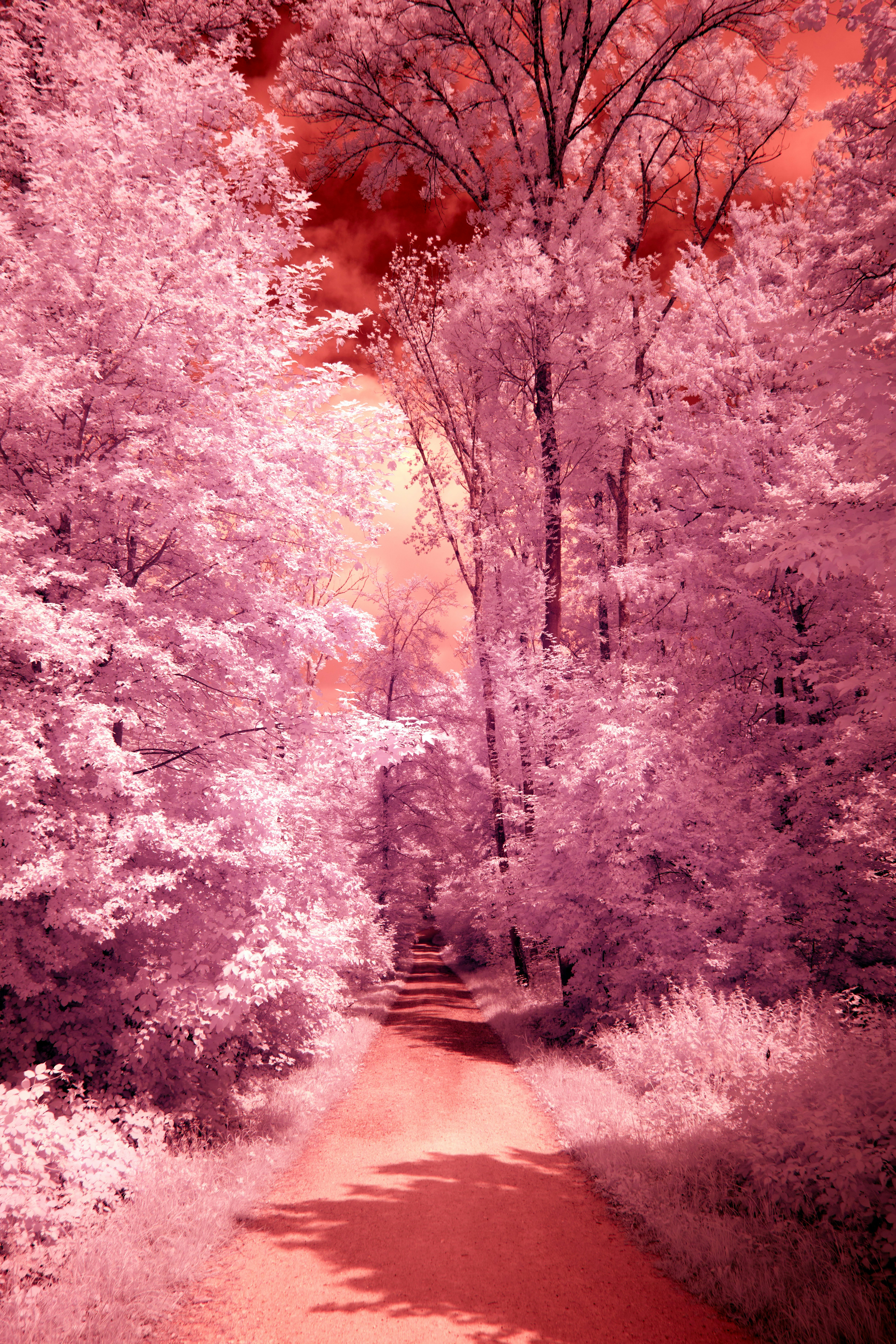 A red dirt road surrounded by pink trees photo Free